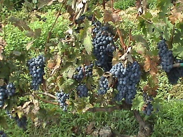 Farm Cascina Giovanola مزرعة للإقامة